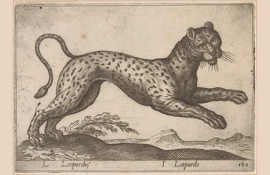 Luipaard