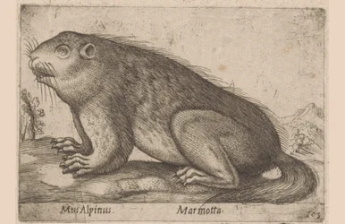 Marmot (Dieren en fabelwezens, serie titel)