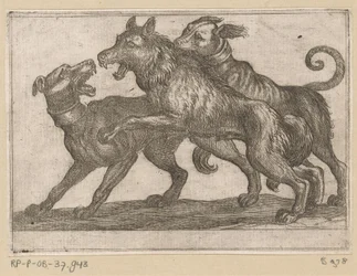 Twee honden in gevecht met een wolf