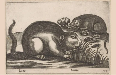 Twee muskusratten Dieren en fabelwezens Nova raccolta de li animali piu curiosi del mondo