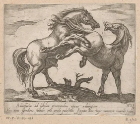 Twee parende paarden