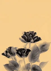 3 rozen