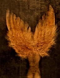 Icarus of engel..., 2025 (foto)