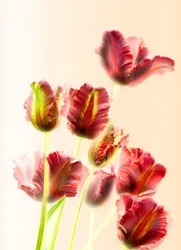 Tulpen 13