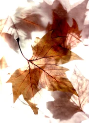 herfstwind