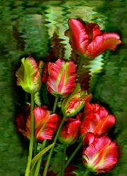 tulpen nr.11