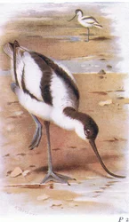 Kluut, uit Birds of the British Isles and Their Eggs gepubliceerd door Frederick Warne & Co Ltd, 1958