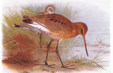 Zwarte Ruiter, uit Birds of the British Isles and Their Eggs gepubliceerd door Frederick Warne & Co Ltd, 1958