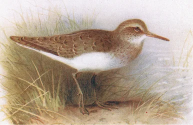 Oeverloper, uit Birds of the British Isles and Their Eggs gepubliceerd door Frederick Warne & Co Ltd, 1958