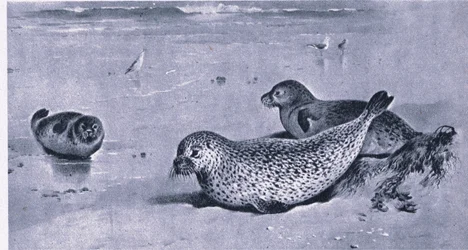 Gewone Zeehond, Natuur in Groot-Brittannië uitgegeven door Collins