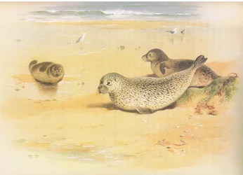 Gewone zeehond, uit Thorburns Zoogdieren gepubliceerd door Longmans and Co, ca. 1920