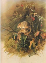 Hazelmuis, uit Thorburns Zoogdieren gepubliceerd door Longmans and Co, ca. 1920