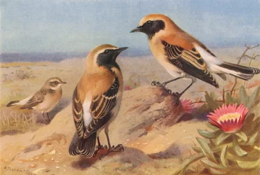 Oostelijke bonte tapuit (vrouw), zwartkeeltapuit, woestijntapuit