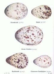 Eieren: houtsnip; watersnip, steenloper, tureluur, oeverloper, uit Vogels van de Britse Eilanden en hun eieren, uitgegeven door Frederick Warne & Co Ltd, 1958