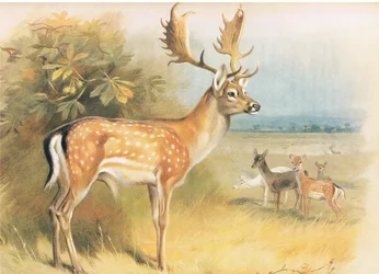 Damhert, uit Thorburns Zoogdieren gepubliceerd door Longmans and Co, ca. 1920