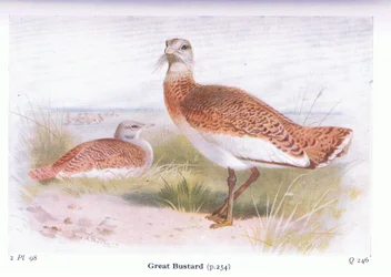 Grote Trap, uit Birds of the British Isles and Their Eggs gepubliceerd door Frederick Warne & Co Ltd, 1958