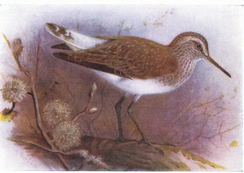 Groenpootruiter, uit Birds of the British Isles and Their Eggs gepubliceerd door Frederick Warne & Co Ltd, 1958