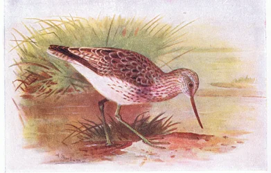 Groenpootruiter, uit Birds of the British Isles and Their Eggs gepubliceerd door Frederick Warne & Co Ltd, 1958