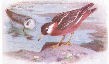 Grauwe Falarope (zomer en herfst), uit Birds of the British Isles and Their Eggs gepubliceerd door Frederick Warne & Co Ltd, 1958