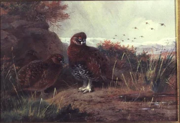 Korhoenders in een winterlandschap