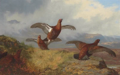 Korhoenders in vlucht