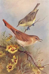 Spotvogel, rosse spotvogel (kleur litho)