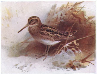 Bokje, uit Birds of the British Isles and Their Eggs gepubliceerd door Frederick Warne & Co Ltd, 1958