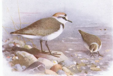 Strandplevier, uit Vogels van de Britse Eilanden en hun eieren, uitgegeven door Frederick Warne & Co Ltd, 1958