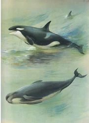 Orka, uit Thorburns Zoogdieren gepubliceerd door Longmans and Co, ca. 1920