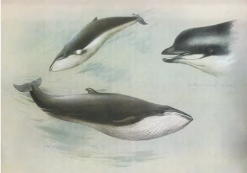 Dwergvinvis en noordse vinvis, uit Thorburns Zoogdieren gepubliceerd door Longmans and Co, ca. 1920