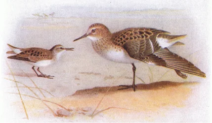 Kleine Strandloper, uit Birds of the British Isles and Their Eggs gepubliceerd door Frederick Warne & Co Ltd, 1958