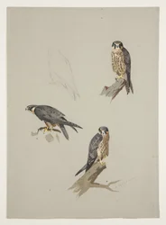Merlin mannetje, c.1915