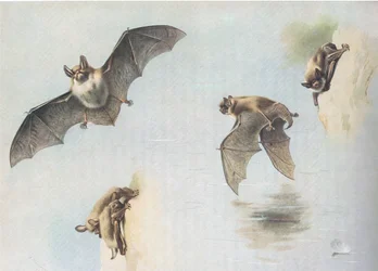 Watervleermuis en meervleermuis, uit Thorburns Zoogdieren gepubliceerd door Longmans and Co, ca. 1920