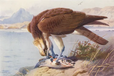 Visarend (kleur litho)