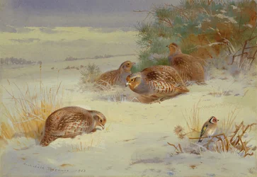 Patrijs en distelvink in een winters landschap (aquarel)