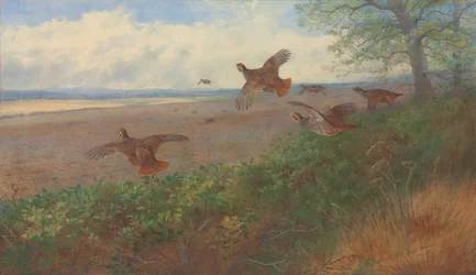 Patrijzen in vlucht