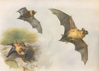 Dwergvleermuis of gewone vleermuis, uit Thorburns Zoogdieren gepubliceerd door Longmans and Co, ca. 1920