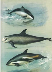 Bruinvis, Risso