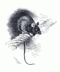 Rat, pub. door Book Club Associates