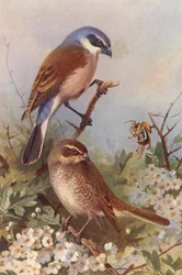 Grauwe Klauwier (mannetje en vrouwtje)