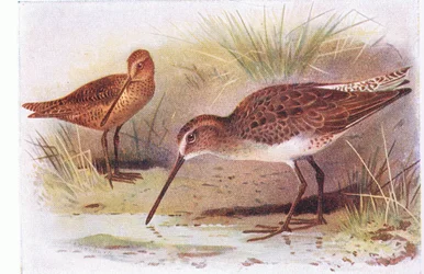 Roodborststrandloper, uit Birds of the British Isles and Their Eggs gepubliceerd door Frederick Warne & Co Ltd, 1958