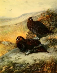 Schotse sneeuwhoen, 1908, 1942