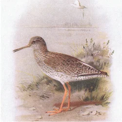 Tureluur, uit Birds of the British Isles and Their Eggs gepubliceerd door Frederick Warne & Co Ltd, 1958