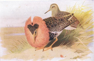 Kemphanen, uit Birds of the British Isles and Their Eggs gepubliceerd door Frederick Warne & Co Ltd, 1958