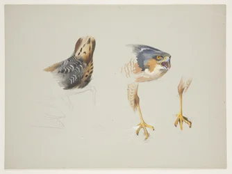 Stuit van steltloper en kop en poten van sperwer, c.1915