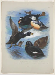 Zwarte zee-eenden en Stellers eider, ca. 1915