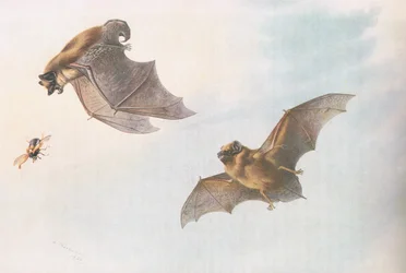 Laatvlieger en bosvleermuis, uit Thorburns Zoogdieren gepubliceerd door Longmans and Co, ca. 1920