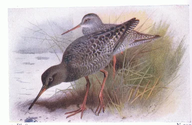 Zwarte Ruiter, uit Birds of the British Isles and Their Eggs gepubliceerd door Frederick Warne & Co Ltd, 1958