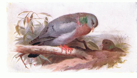 Holenduif, uit Birds of the British Isles and Their Eggs gepubliceerd door Frederick Warne & Co Ltd, 1958
