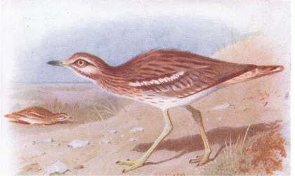 Griel, uit Birds of the British Isles and Their Eggs gepubliceerd door Frederick Warne & Co Ltd, 1958